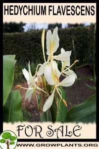 Hedychium flavescens for sale