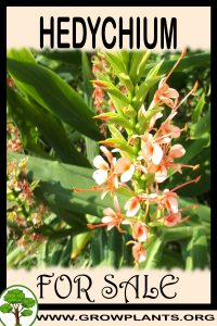 Hedychium for sale