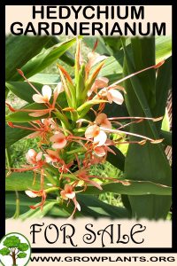 Hedychium gardnerianum for sale