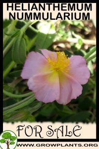 Helianthemum nummularium for sale