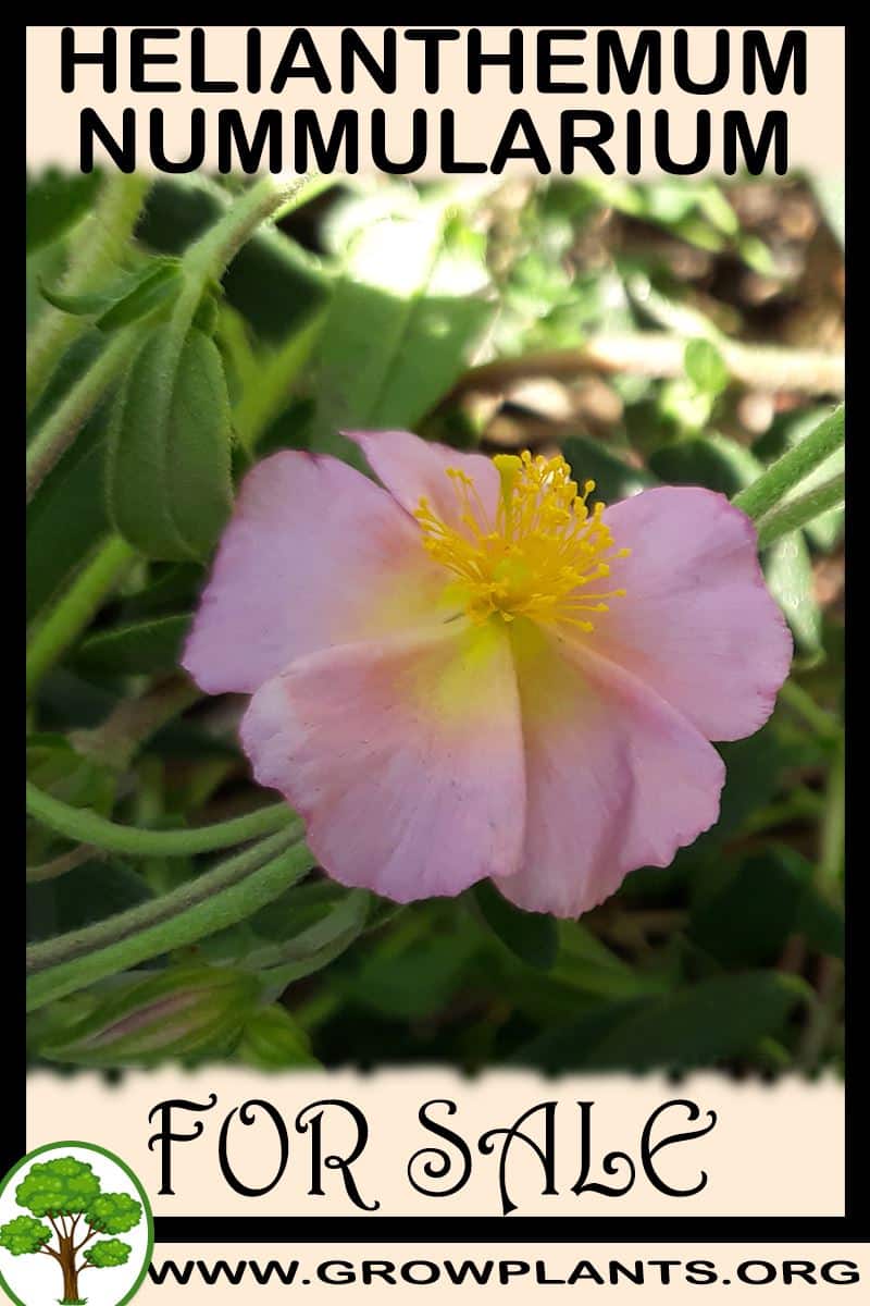 Helianthemum nummularium