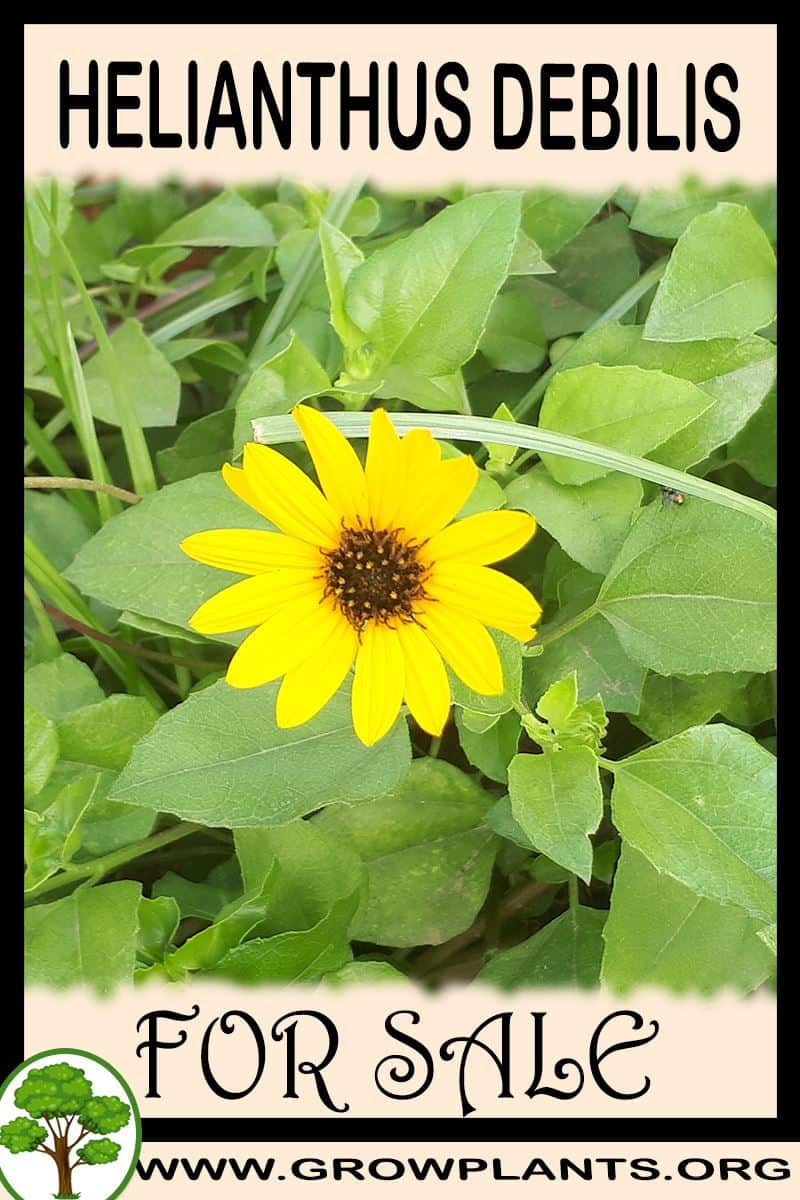 Helianthus debilis
