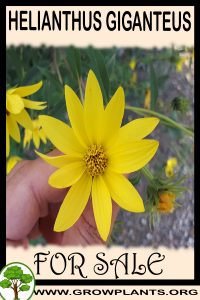 Helianthus giganteus for sale