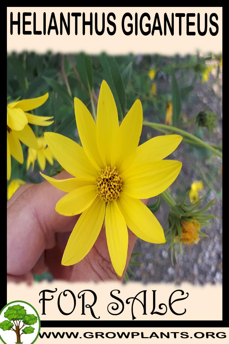 Helianthus giganteus