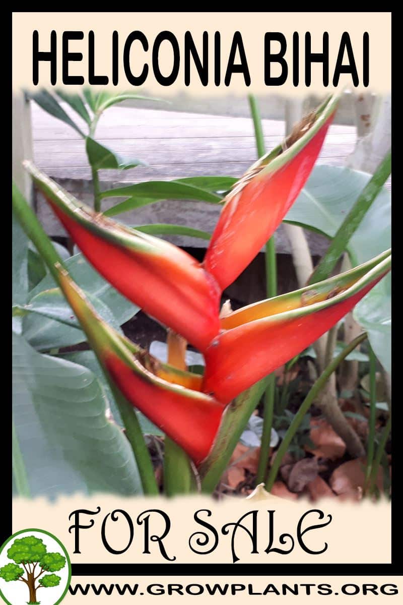Heliconia bihai