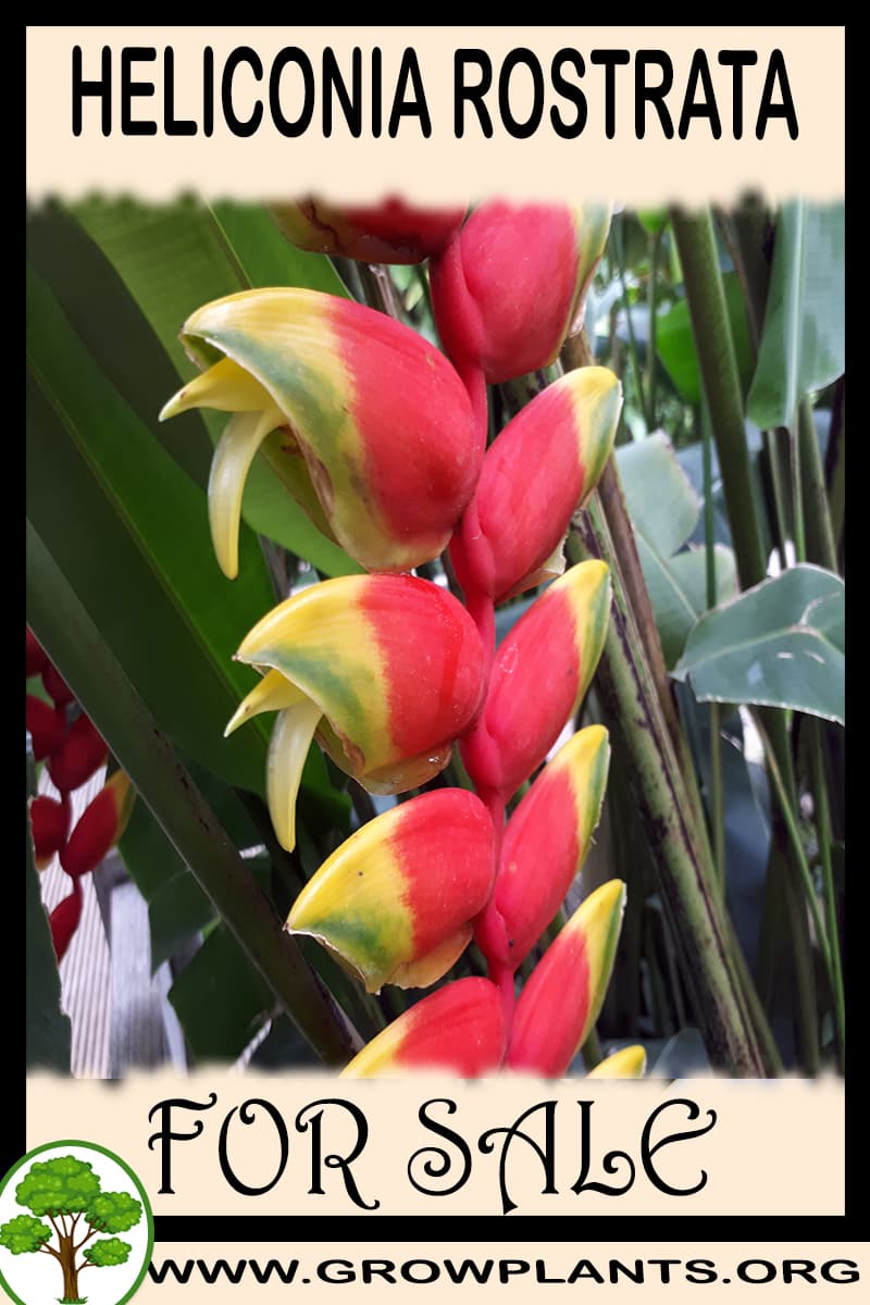 Heliconia rostrata