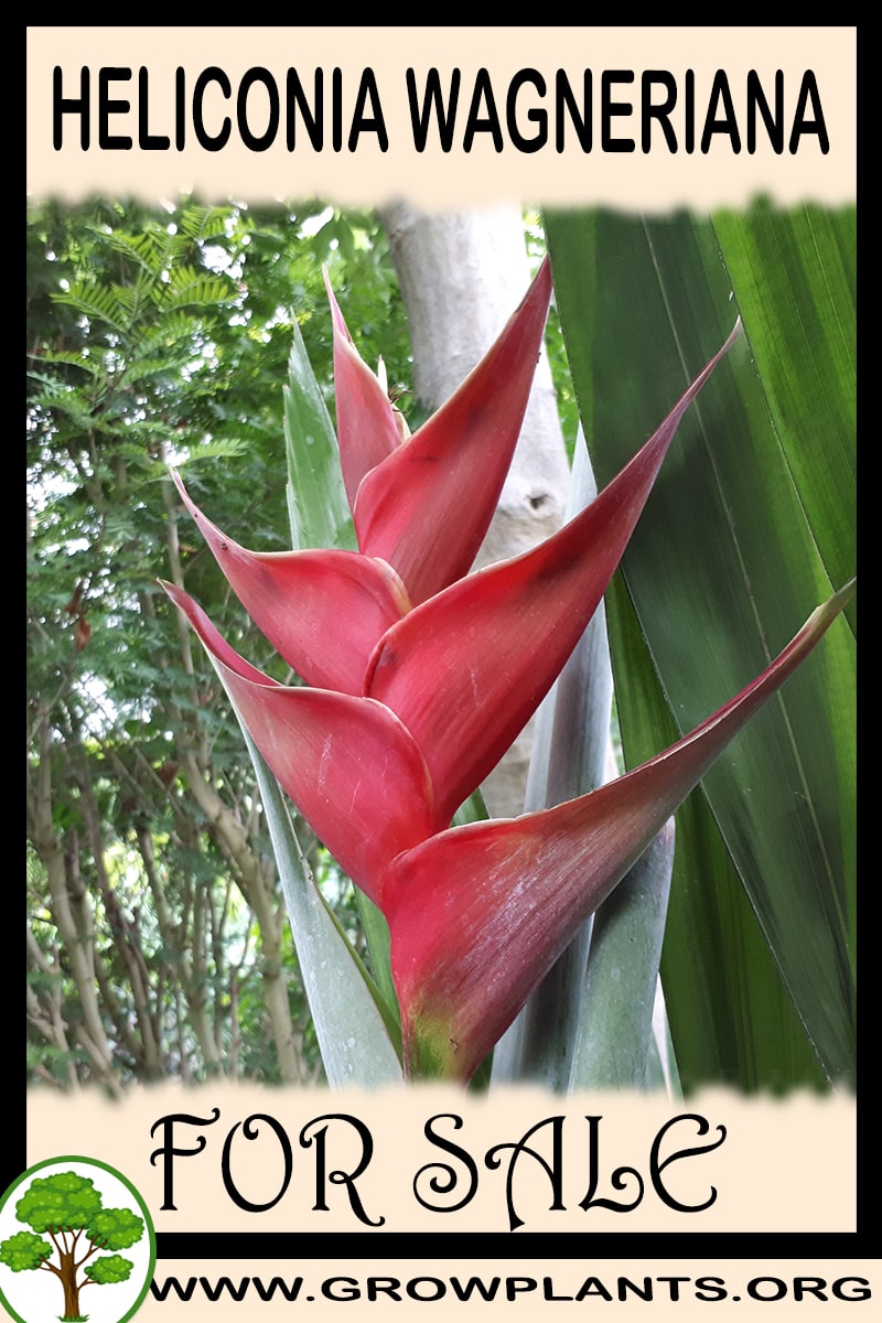 Heliconia wagneriana