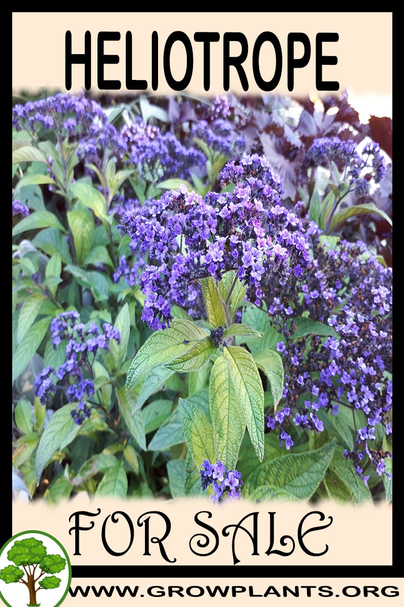 Heliotrope
