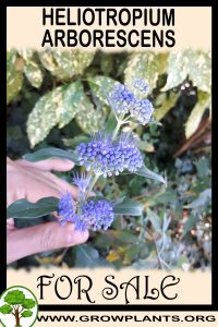 Heliotropium arborescens for sale