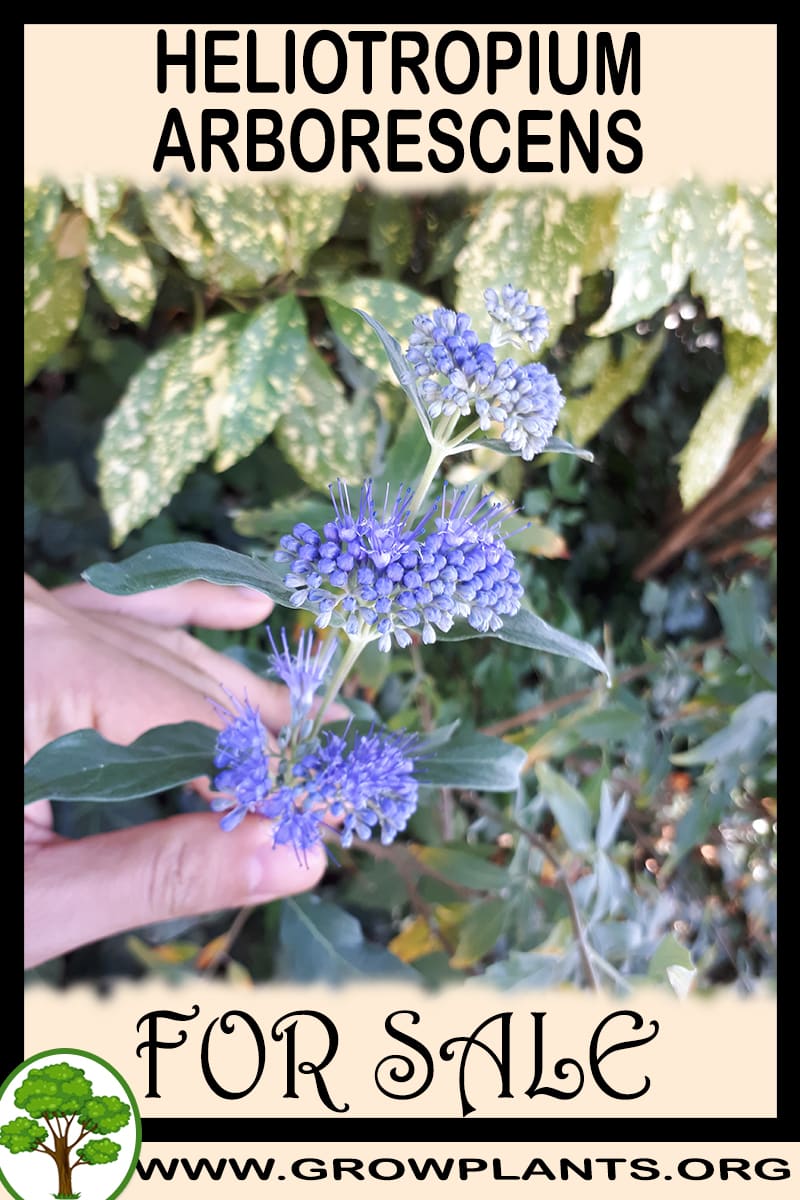 Heliotropium arborescens