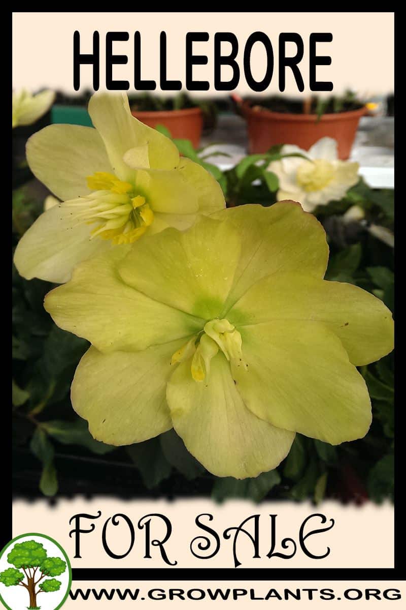Hellebore