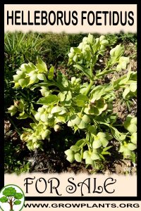 Helleborus foetidus for sale
