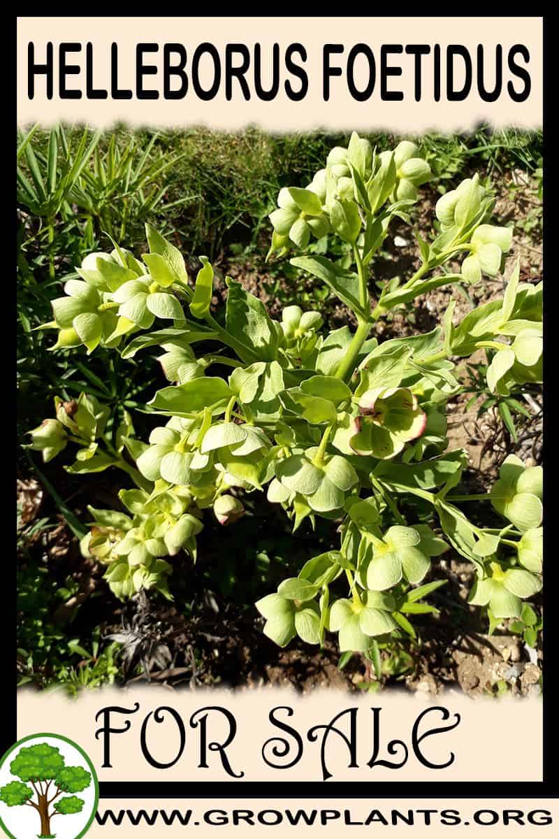 Helleborus foetidus