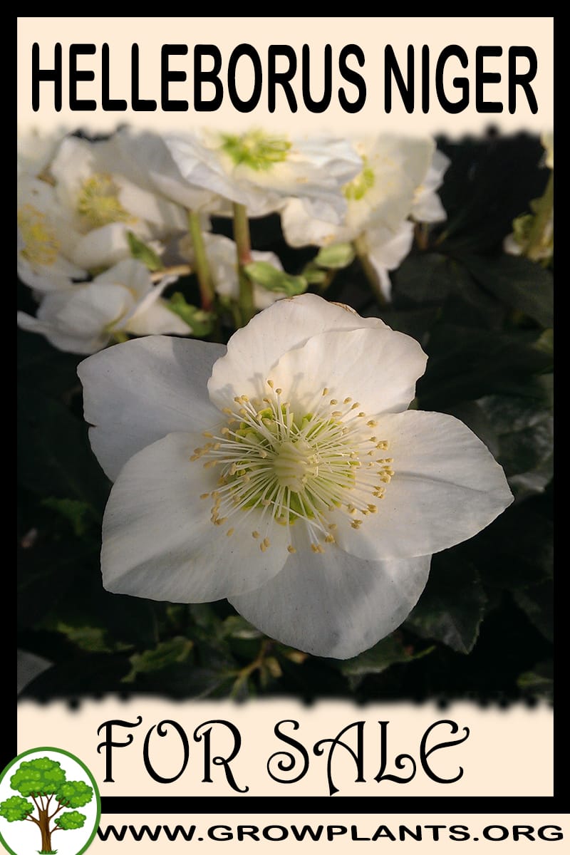 Helleborus niger plants
