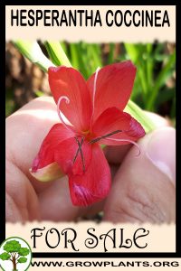 Hesperantha coccinea for sale
