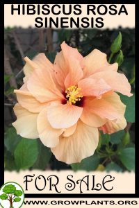 Hibiscus rosa sinensis for sale
