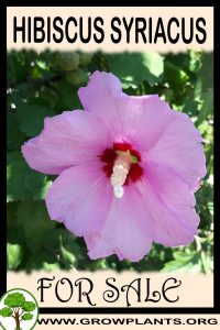 Hibiscus syriacus for sale