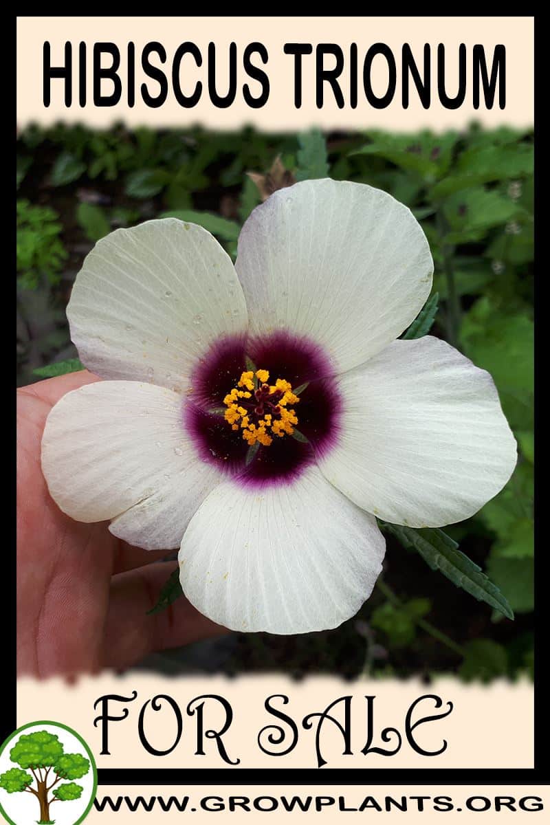 Hibiscus trionum