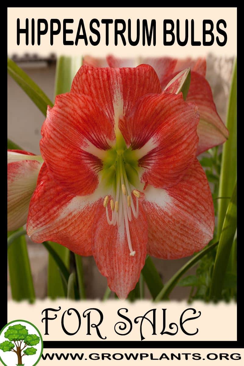 Hippeastrum bulbs