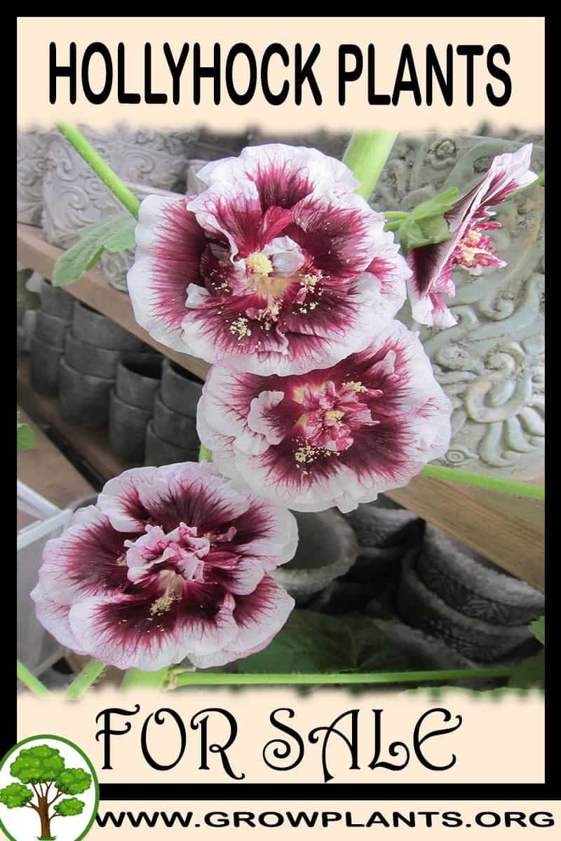 Hollyhock plants