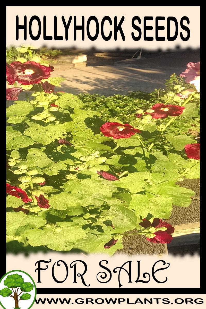 Hollyhock seeds
