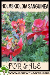 Holmskioldia sanguinea for sale