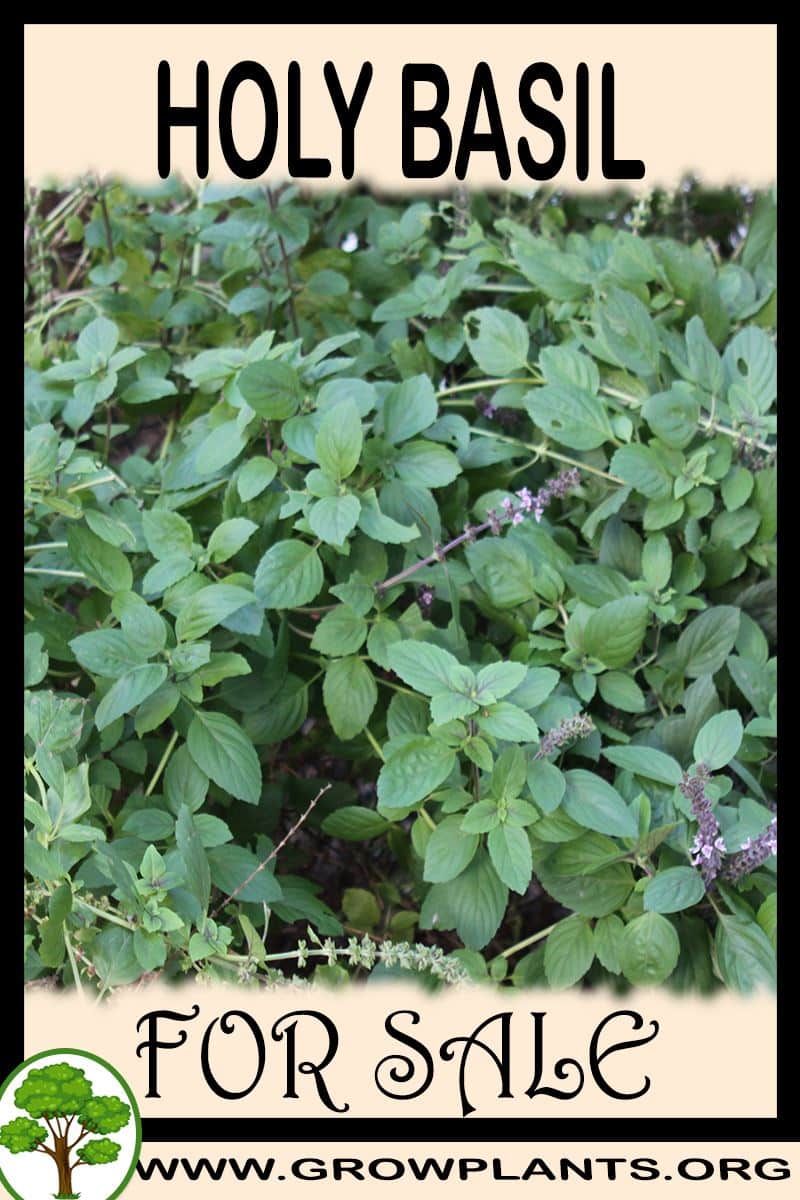 Holy basil