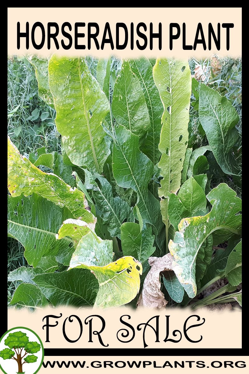 Horseradish