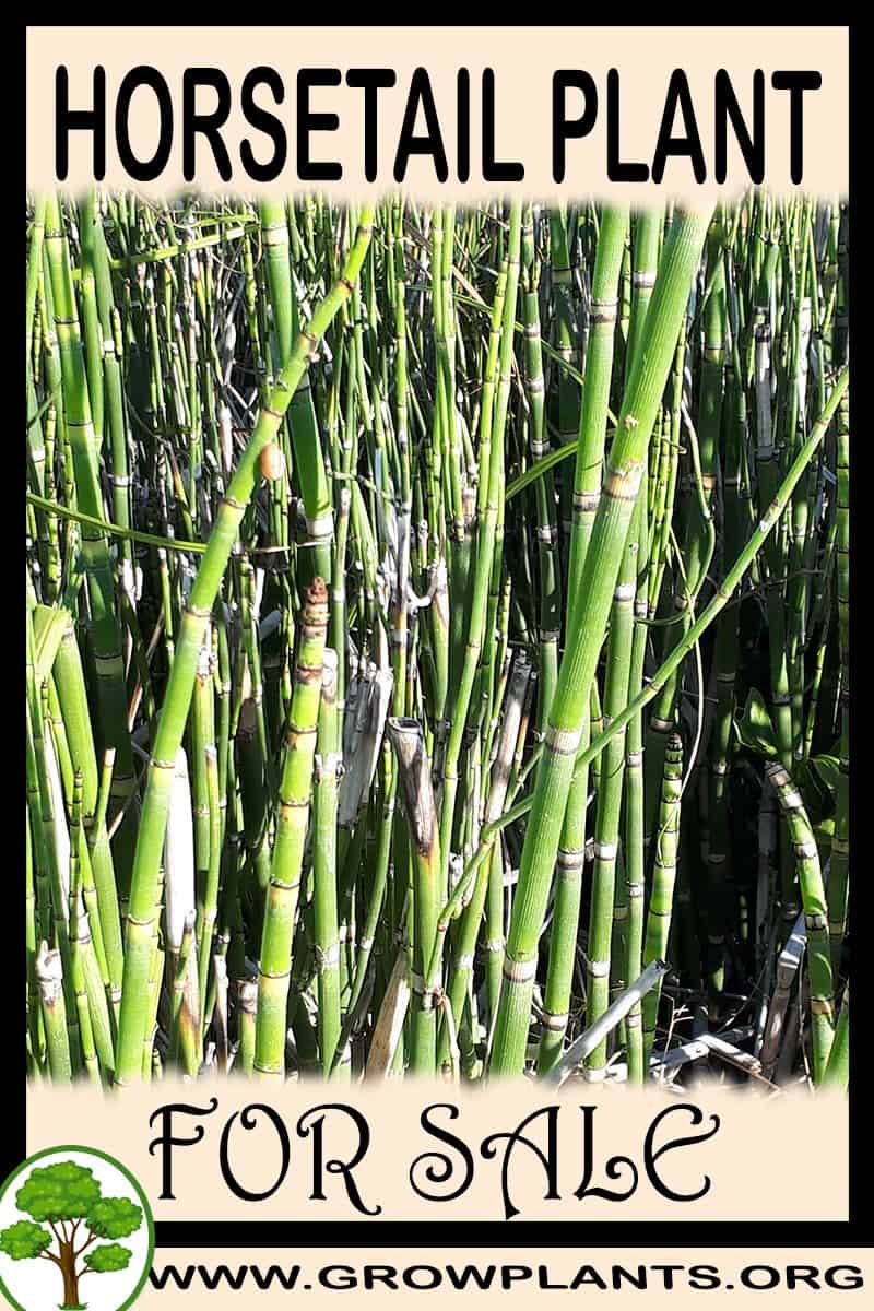 Horsetail