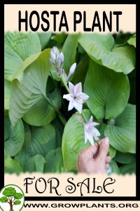 Hosta for sale