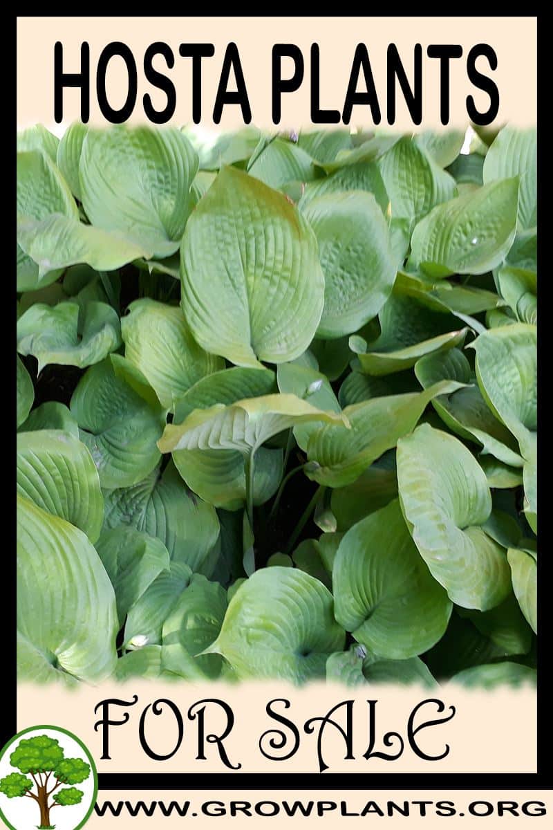 Hosta plants