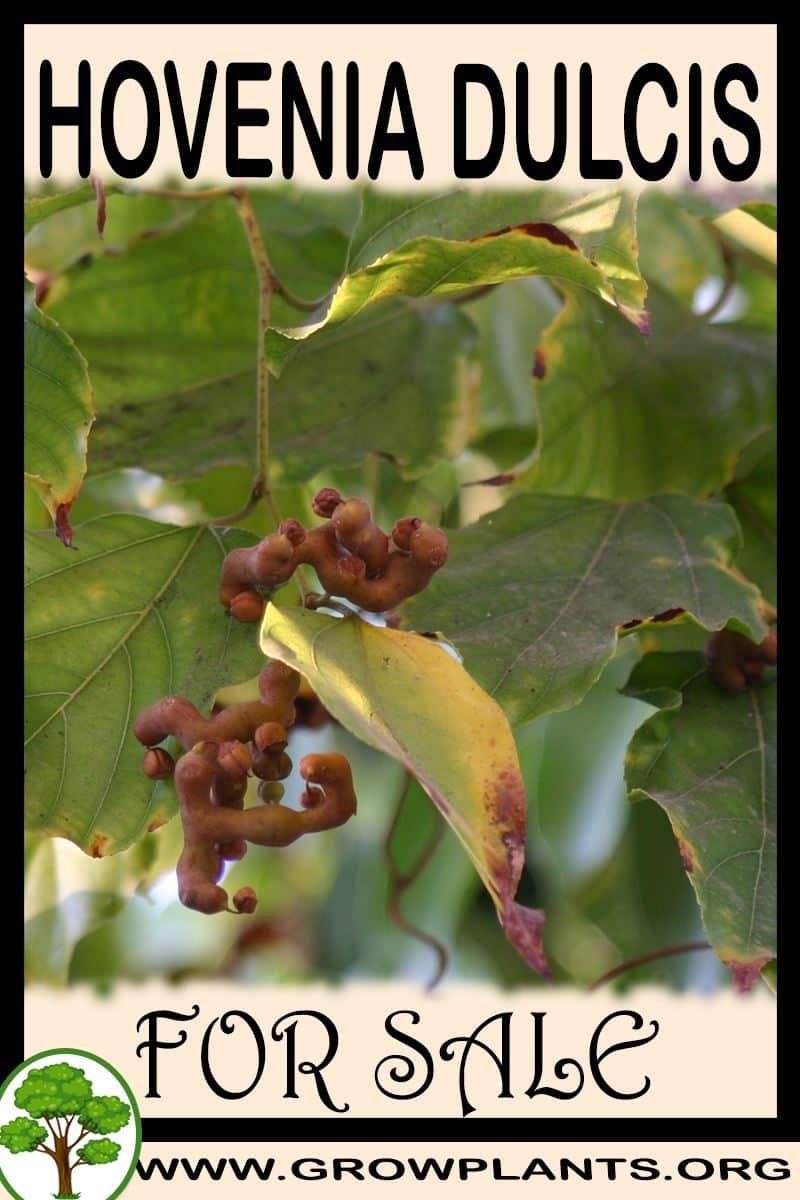Hovenia dulcis