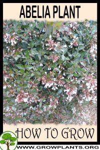 How to grow Abelia