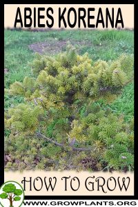 How to grow Abies koreana
