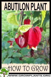 How to grow Abutilon