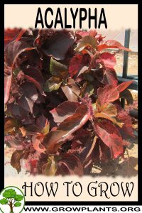 How to grow Acalypha
