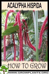 How to grow Acalypha hispida