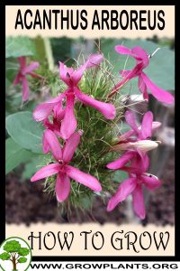 How to grow Acanthus arboreus