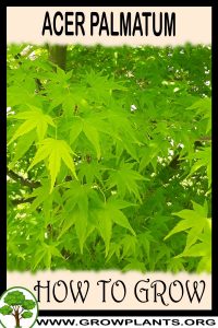 How to grow Acer palmatum