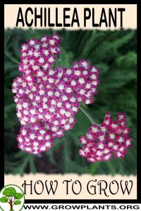 How to grow Achillea