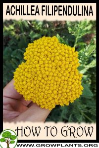 How to grow Achillea filipendulina