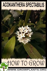 How to grow Acokanthera spectabilis