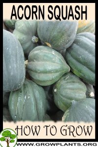 How to grow Acorn squash