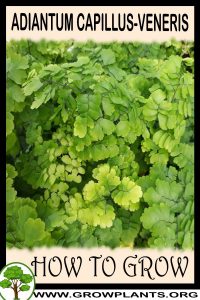 How to grow Adiantum capillus veneris