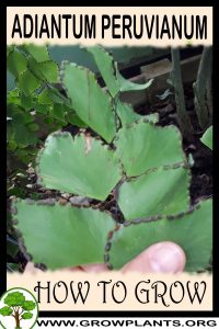 How to grow Adiantum peruvianum