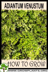 How to grow Adiantum venustum