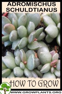 How to grow Adromischus schuldtianus