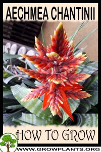 How to grow Aechmea chantinii