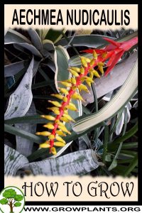 How to grow Aechmea nudicaulis