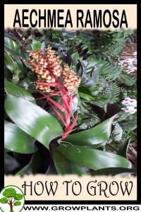 How to grow Aechmea ramosa